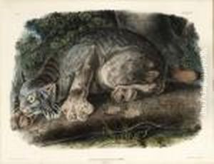 Canada Lynx by John James Audubon