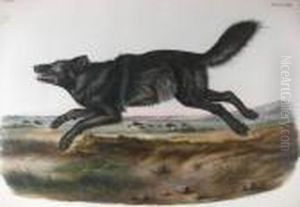 Audubon, Canis Lupus by John James Audubon