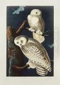 'birds Of America'
Series