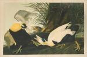 Eider Duck by John James Audubon