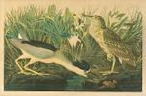 Night Heron Or Qua Bird by John James Audubon