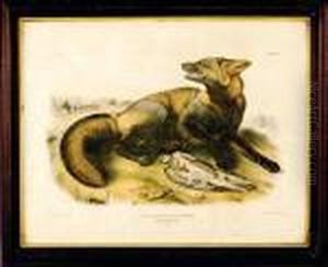 American Cross Fox by John James Audubon