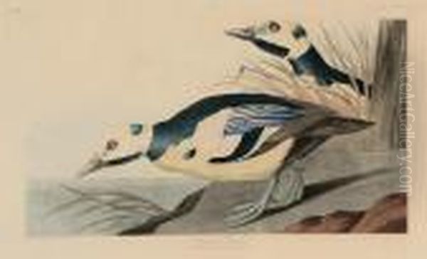 Western Duck - view 1