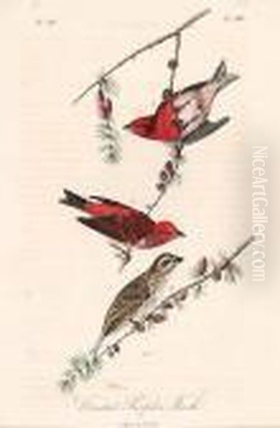 Purple Crested Finch - view 1
