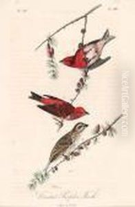Purple Crested Finch by John James Audubon
