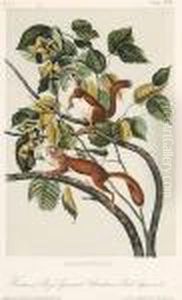 Hudson Bay Squirrel - Chickaree Red Squirrel by John James Audubon
