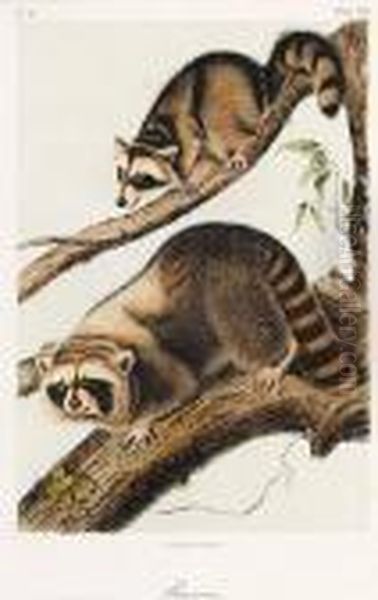 Raccoon - view 1