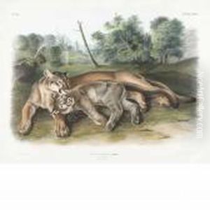 The Cougar, Female And Young by John James Audubon