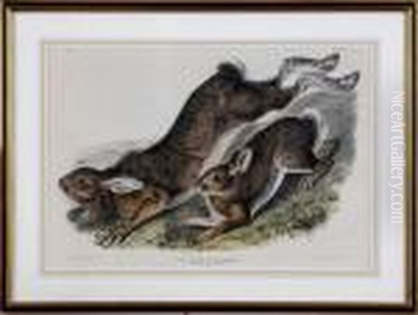 Northern Hare, Summer - view 1