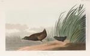 Least Water-hen
