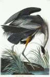 Untitled by John James Audubon