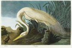 Untitled by John James Audubon