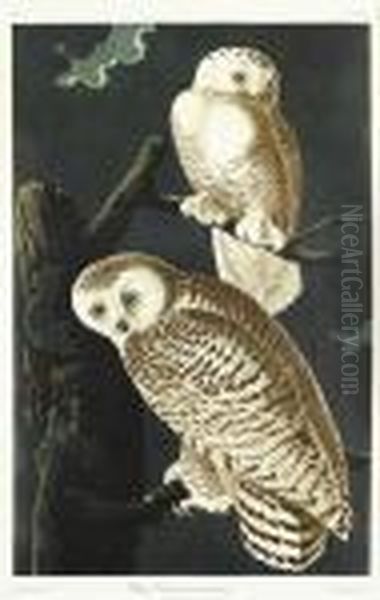 Snowy Owl. - view 1