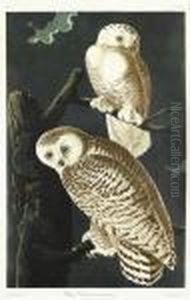 Snowy Owl.