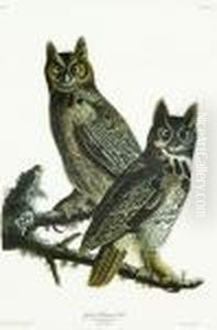 Great Horned Owl Great Horned Owl
