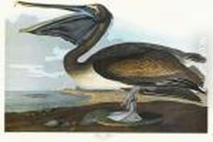 Brown Pelican Brown Pelican