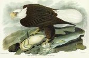 White-headed Eagle by John James Audubon