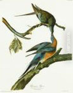 Passenger Pigeon Passenger Pigeon