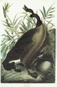 Canada Goose by John James Audubon