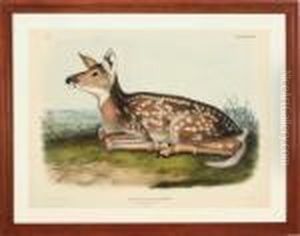 Common American Deer