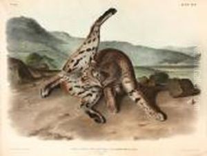 Lynx Rufus (pl. Xcil) by John James Audubon