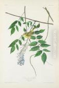 Blue And Yellow Warbler by John James Audubon