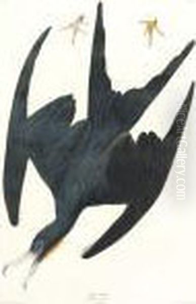 Frigate Pelican (plate Cclxxi) - view 1