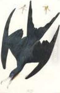 Frigate Pelican (plate Cclxxi) by John James Audubon