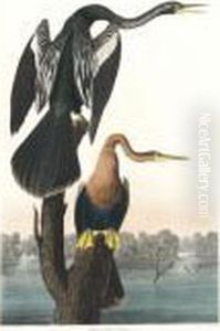 Black-bellied Darter (plate Cccxvi) by John James Audubon