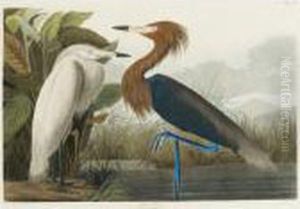 Purple Heron (plate Cclvi) by John James Audubon
