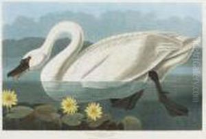Common American Swan (plate Ccccxi) by John James Audubon