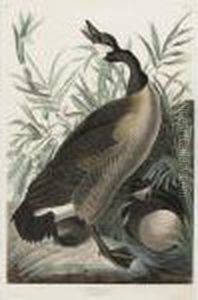 Canada Goose (plate Cci) by John James Audubon
