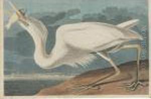 Great White Heron (plate Cclxxxi) by John James Audubon
