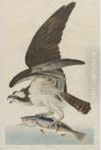Fish Hawk (plate 81) Fish Hawk (plate 81)