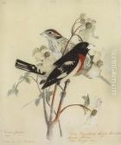 Rose-breasted Grosbeak by John James Audubon