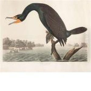 Florida Cormorant