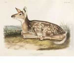 Common American Deer by John James Audubon