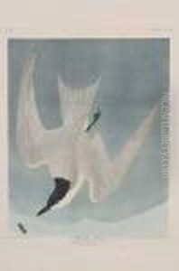 Burin by John James Audubon