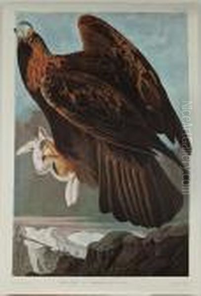 Golden Eagle - view 1