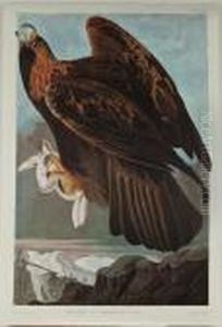Golden Eagle by John James Audubon