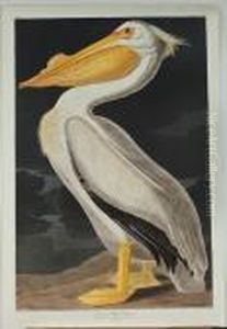 American White Pelican