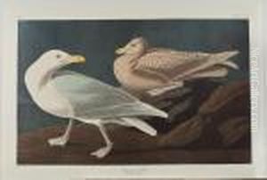 Burgomaster Gull' Burgomaster Gull'