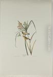 Prairie Warbler by John James Audubon