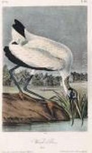 Wood Ibis [pl.361]