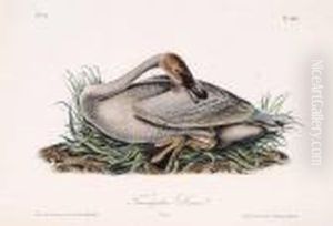 Trumpeter Swan