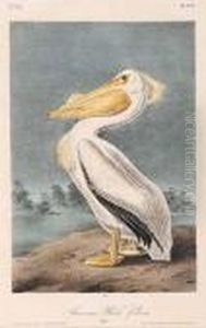 American White Pelican