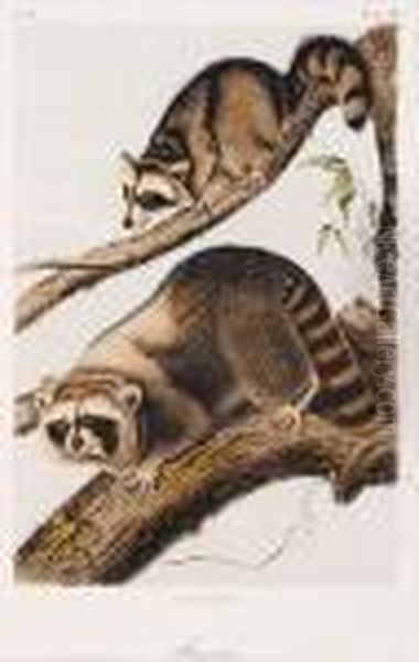 Racoon - view 1