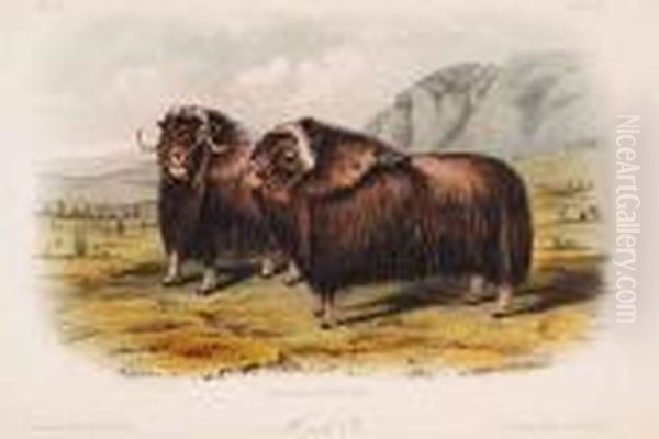 Musk Ox - view 1