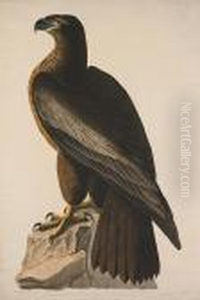 Bird Of Washington, Or Great American Sea Eagle. Falco Washingtoniensis-male - view 1