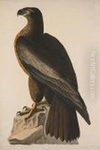 Bird Of Washington, Or Great American Sea Eagle. Falco Washingtoniensis-male by John James Audubon